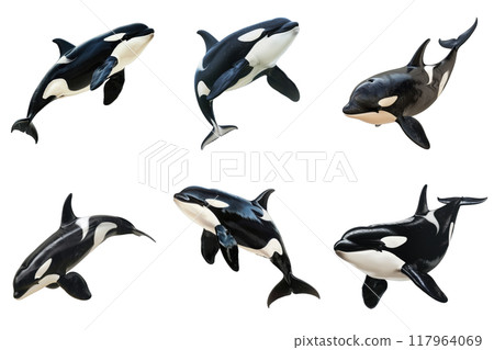 Six Orcas Leaping Out of the Water 117964069