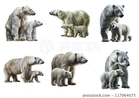Six Polar Bear Mothers and Their Cubs 117964075