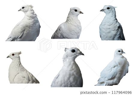Five White Doves With Different Head Angles and Feather Detail 117964096