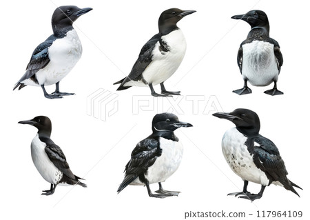 A collection of six black-legged kittiwake birds in various poses A collection of six black-legged kittiwake birds in various poses 117964109