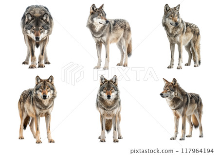 Six Grey Wolves in Various Poses Against a White Background 117964194