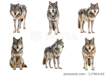 Six Gray Wolves Standing and Sitting on a White Background Six Gray Wolves Standing and Sitting on a White Background 117964195