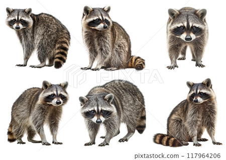 Six Raccoon Poses on a White Background 117964206
