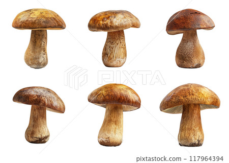Six Brown Mushrooms with Cap and Stem Isolated on White Background 117964394