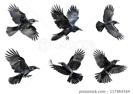 Six Black Crows In Flight With Clipped Wings 117964584