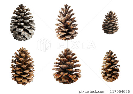 Six Brown Pine Cones on a White Background 117964636