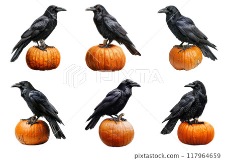 Black Ravens Perched on Pumpkins 117964659