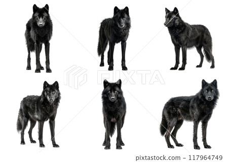 Six Black Wolves Standing and Sitting Poses Against White Background 117964749