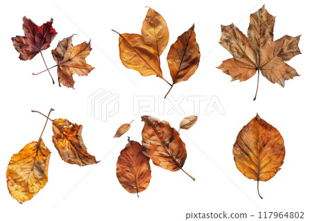 Collection of Dry, Brown Leaves Isolated on White Background 117964802