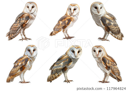 Six Barn Owls In Various Poses Against A White Background 117964824