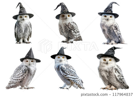 Six Snowy Owls Wearing Witch Hats with Distorted Backgrounds 117964837