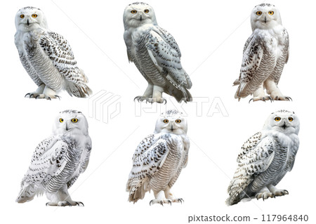 Six Snowy Owls with Yellow Eyes Facing the Camera 117964840