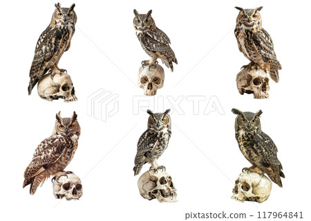 Six Great Horned Owls Perched on Skulls 117964841