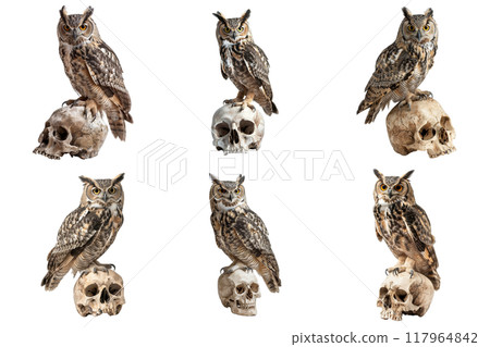 Great Horned Owl Perched on Skulls in Multiple Poses 117964842