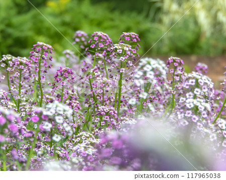 Lobularia maritima,alyssum maritimum,sweet alyssum or sweet alison annual plant white and purple flowers 117965038