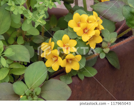 Lysimachia congestiflora, golden globes loosestrife or creeping Jenny flowering plant in the primrose family. 117965043