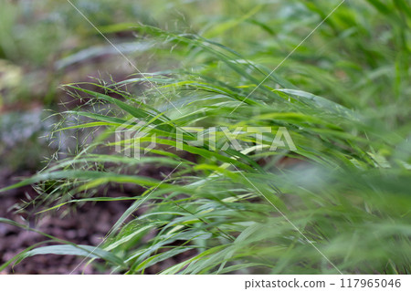 Hakonechloa macra, Hakone grass or Japanese forest grass subtle flowers Hakonechloa macra, Hakone grass or Japanese forest grass subtle flowers 117965046