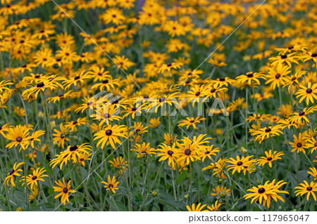 Black-eyed Susan or rudbeckia hirta bright yellow flowers in the garden on the flowerbed Black-eyed Susan or rudbeckia hirta bright yellow flowers in the garden on the flowerbed 117965047