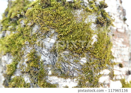 green moss on the bark of an old tree green moss on the bark of an old tree 117965136