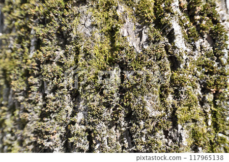 green moss on the bark of an old tree 117965138