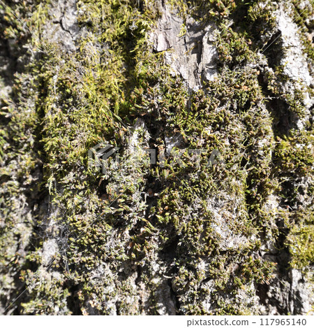 green moss on the bark of an old tree green moss on the bark of an old tree 117965140