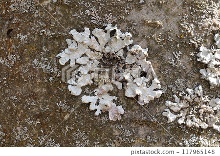 Parmelina tiliacea - a mushroom of the foliose lichen family, growing on tree bark Parmelina tiliacea - a mushroom of the foliose lichen family, growing on tree bark 117965148