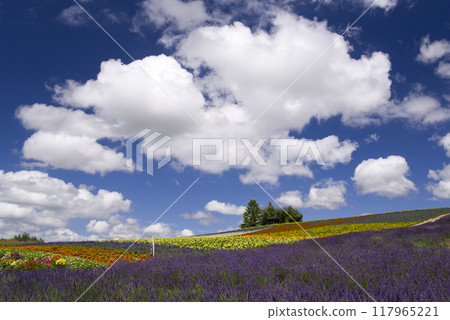 夏日雲朵翩翩起舞的花田 117965221