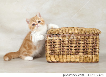 The red exotic kitten is sitting in a basket on a light background The red exotic kitten is sitting in a basket on a light background 117965378