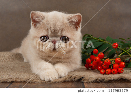 beautiful exotic shorthair kitten lies on the brown background of studio. kitten is playing with rowan berries. 117965379