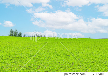 美麗的山丘，晴朗的天空和新鮮的綠色植物（自然圖像） 117965809