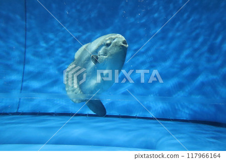 翻車魚優雅地遊動 翻車魚優雅地遊動 117966164