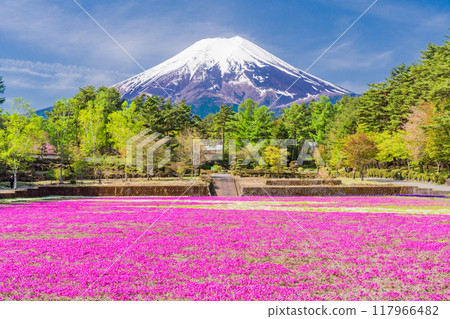 [Yamanashi Prefecture] Fujiyoshida City: Moss Phlox and Mt. Fuji at Onshirin Garden 117966482