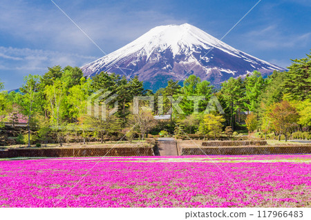 [Yamanashi Prefecture] Fujiyoshida City: Moss Phlox and Mt. Fuji at Onshirin Garden 117966483