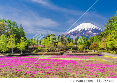 [Yamanashi Prefecture] Fujiyoshida City: Moss Phlox and Mt. Fuji at Onshirin Garden 117966488