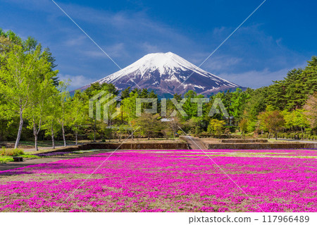 [Yamanashi Prefecture] Fujiyoshida City: Moss Phlox and Mt. Fuji at Onshirin Garden 117966489
