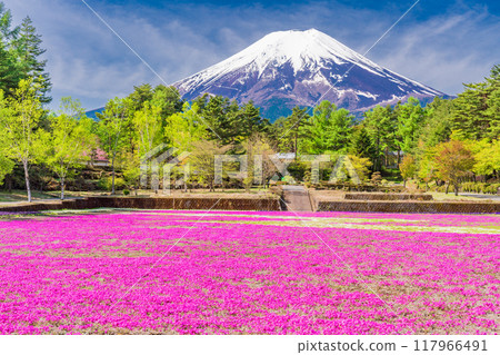 [Yamanashi Prefecture] Fujiyoshida City: Moss Phlox and Mt. Fuji at Onshirin Garden 117966491