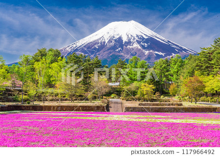 [Yamanashi Prefecture] Fujiyoshida City: Moss Phlox and Mt. Fuji at Onshirin Garden 117966492