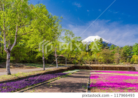 [Yamanashi Prefecture] Fujiyoshida City: Moss Phlox and Mt. Fuji at Onshirin Garden 117966493