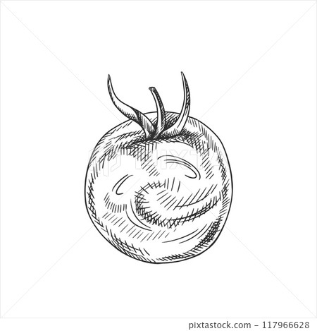 Vector illustration of a ripe tomato. Organic fresh vegetables, healthy harvest. Ingredients for cooking, farm products. Hand drawn in line art style painted by black ink on isolated background 117966628