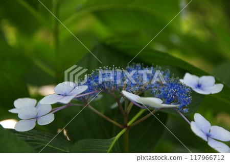 Hydrangeas at Tsuruma Park in Nagoya 117966712