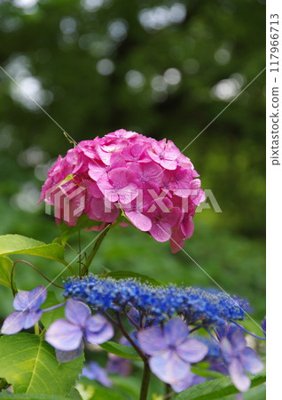名古屋市鶴舞公園的繡球花 117966713