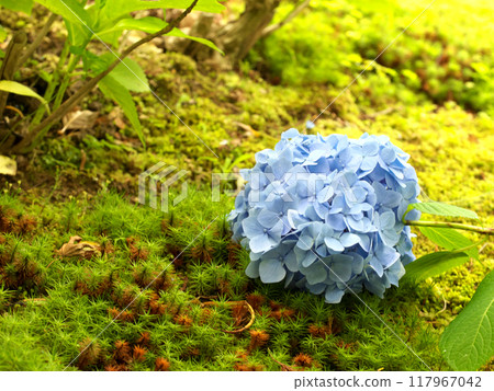 藍色繡球花飄落 藍色繡球花飄落 117967042
