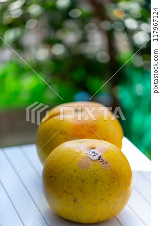 柚子柚子柚子柚子照片 柚子柚子柚子柚子照片 117967124