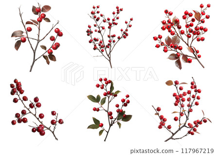 Six Branches of Red Berries with Leaves on a White Background 117967219