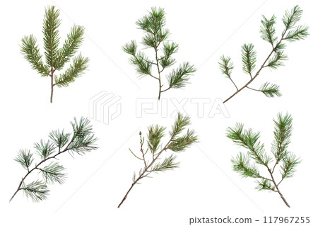 Six Pine Branches with Faded Lines 117967255