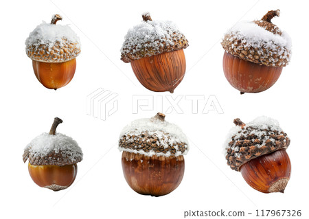 Six Acorns Covered in Snow 117967326
