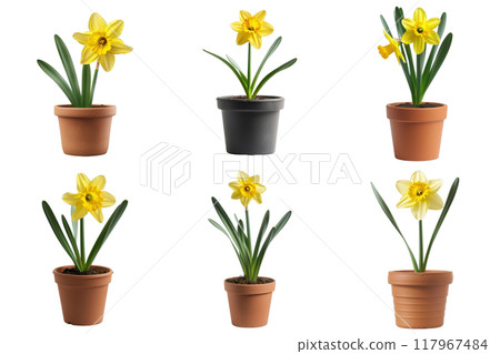 Six potted daffodils with yellow flowers and green leaves 117967484