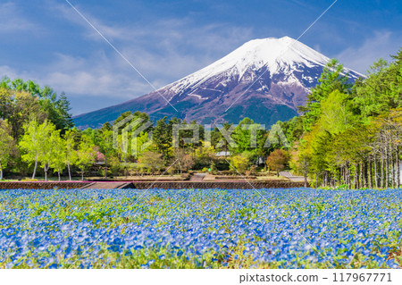 [山梨縣] 富士吉田市、恩賜林花園 Nemophila 和富士山 117967771