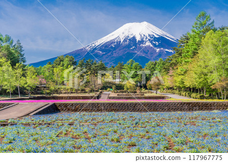 [山梨縣] 富士吉田市、恩賜林花園 Nemophila 和富士山 117967775