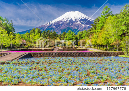 [山梨縣] 富士吉田市、恩賜林花園 Nemophila 和富士山 117967776